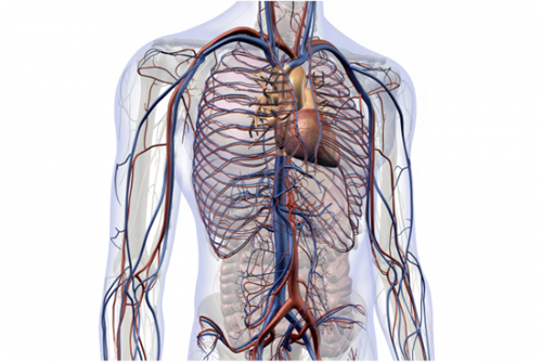 transparent body showing the heart, veins and blood vessels